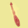 Cat Worm Picture - Tapeworm