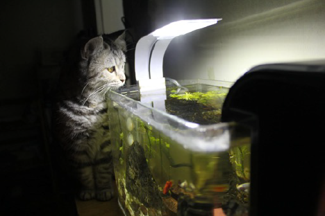cat looking into aquarium
