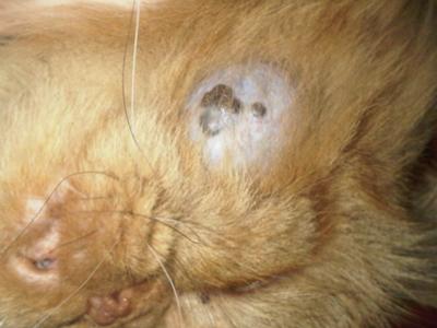 Picture Cat Skin Cyst or Cat Skin Tumor