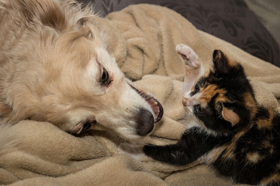 cat and dog playing