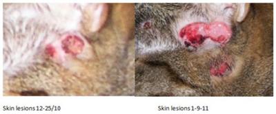 Picture Cat Skin Bumps and Sores around Neck and Ear