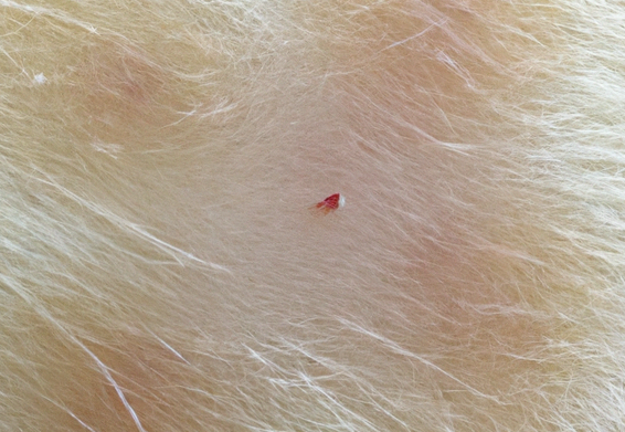 cat skin cyst