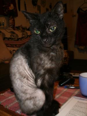 Picture Cat Flea Allergy Dermatitis
