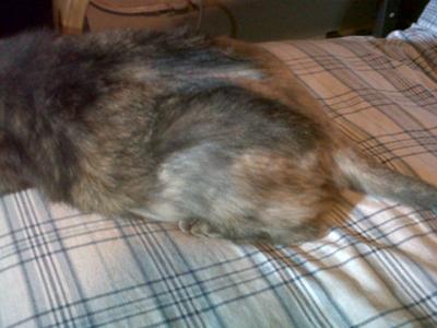 cat fur thinning on back