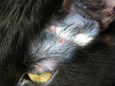 Picture Possible Cat Skin Infection