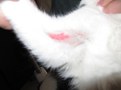 Cat Leg Skin Problem - Example 3