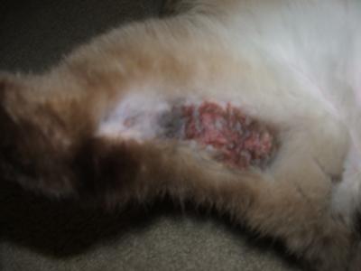Cat Skin Problem Picture  - Back Inner Thigh