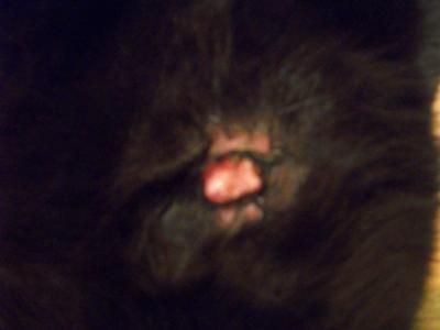 Picture Cat Skin Lump and inflamed skin on the stomach