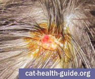 Cat Skin Wart or other skin growth (betadine causing orange color)