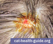 Cat Skin Wart