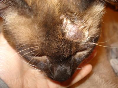 Abscess or Mass on Cat Face