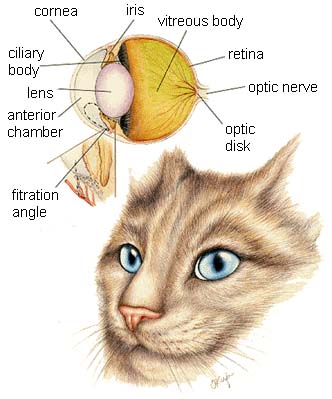 Cat Eye Problems Symptoms and Treatment