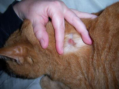 Cat Skin Sore from Licking Shoulder