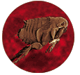 Picture of Adult Flea