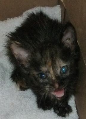 Fugly may have blood in kitten urine