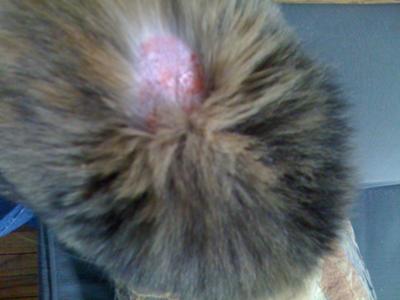 hair loss in cats around neck