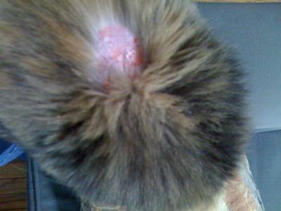 cat bald patch on neck