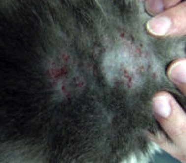 Typical Presentation of Cat Flea Allergy Dermatitis