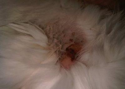 Picture Cat Skin Problem - Feline Mange or Allergy