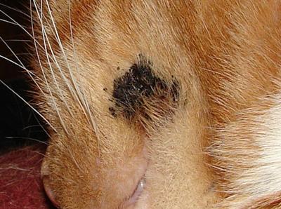Persistant cat skin  infection 