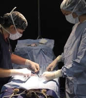 Cat Spaying (source: Cornell University College of Veterinary Medicine)