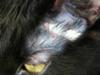 Picture Possible Cat Skin Infection