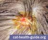 Cat Skin Wart or other skin growth (betadine causing orange color)