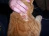 Feline Skin Sore from Licking Shoulder