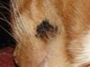 Persistant cat skin  infection 