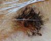 Cat Skin Infection