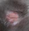 My Cats Recent Hair Loss on Upper Interior of Front Right Leg