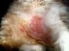 Picture Severe Cat Stomach Rash
