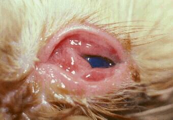 Feline Herpes Virus Conjuntivitis Picture