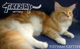 Tirtham Cattery