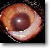 Feline Uveitis Picture