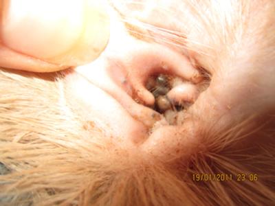 Cat Ear Blood Filled Cysts