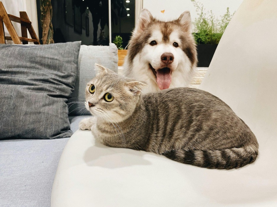 cat and dog getting along