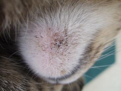 Possible case of Cat Chin Acne