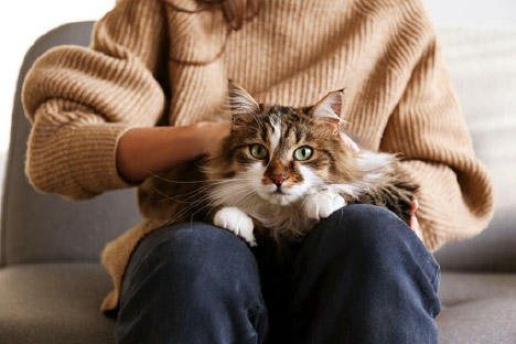 relaxed kitten sitting on lap