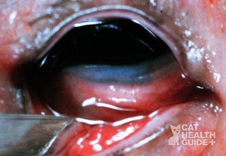 cat eye infection cat eye infection
