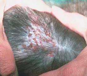cat hair loss milliary dermatitis