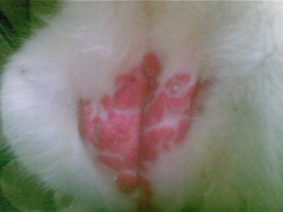 Picture of Possible Cat Skin Allergy or Neoplasia (Tumor)