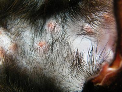 Picture Possible Cat Skin Infection