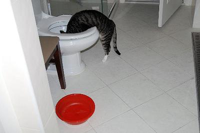 Cat Behavior and Water: Somtimes You Just Have to Wonder <br>Photo Credit: Myllissa