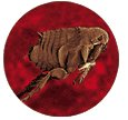 Picture of Adult Flea