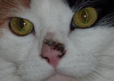 Growth on cat nose is spreading into nostrils