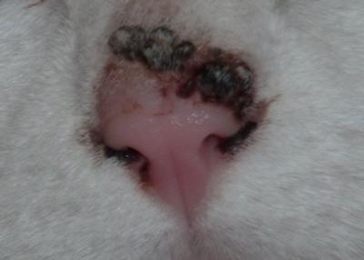 Cat Nose Growth