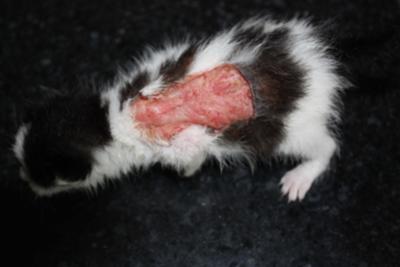 Picture Kitten Skin Wound