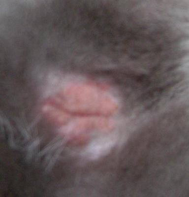 My Cats Recent Hair Loss on Upper Interior of Front Right Leg
