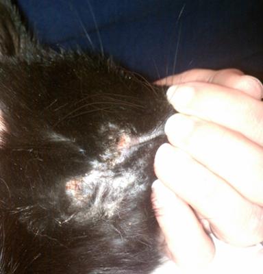 Possible Case of Cat Skin Allergy Caused by Environment